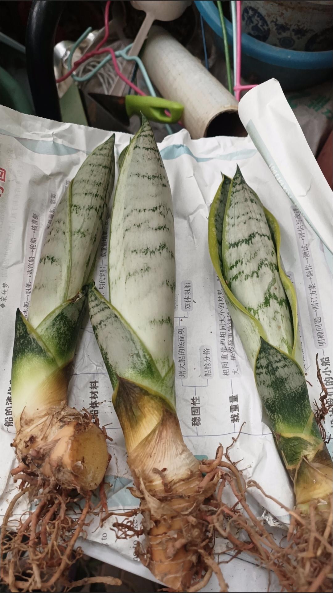 月月平平安安！