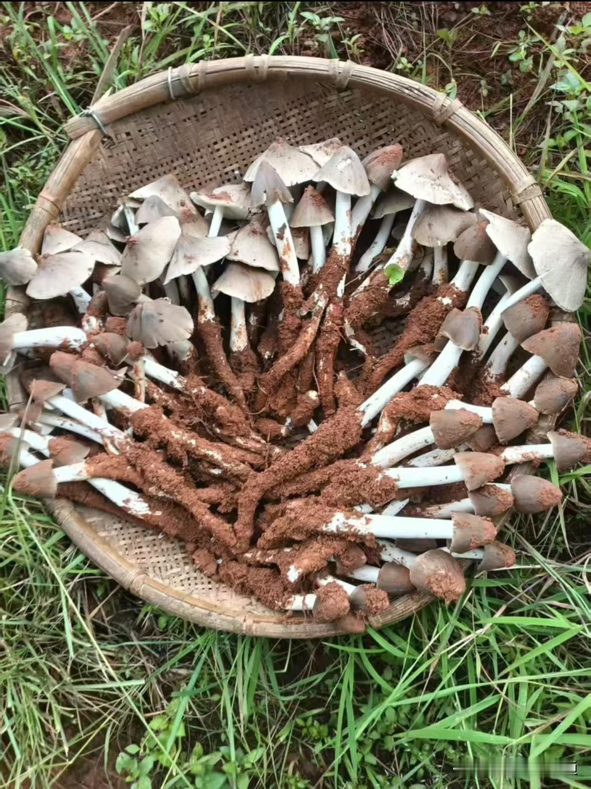 今年雨水充足，资源丰富，分享一下朋友圈刚刚采摘的！宜宾的三塔菌是这个季节的美食