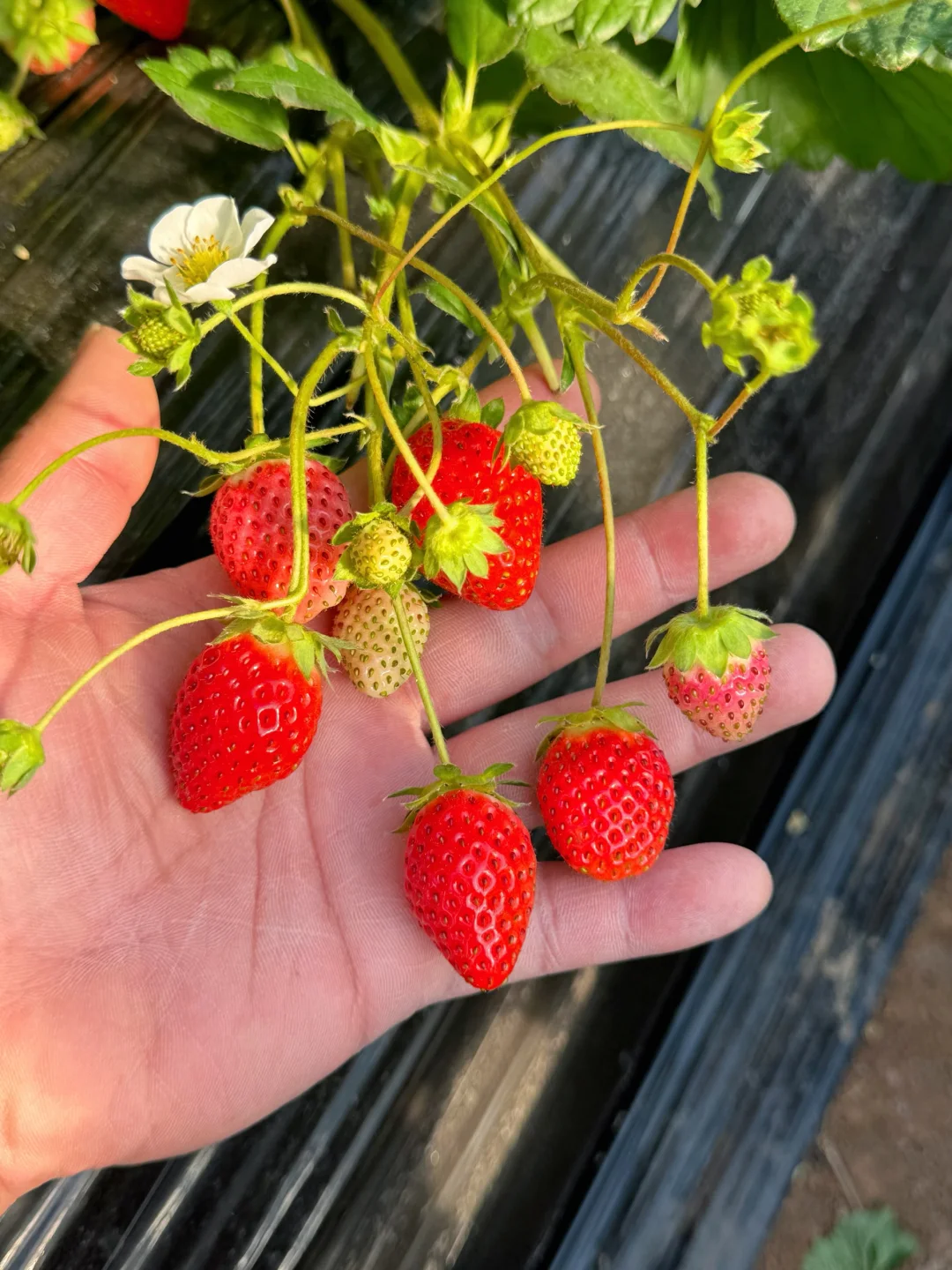 吃草莓就要吃不大💊的香野纯甜吃草莓！