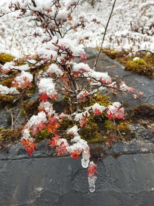 下联：满林瘦影几枝梅。
解析：上联展现寒夜风雪景象。下联呈现出满树林子中，几枝梅
