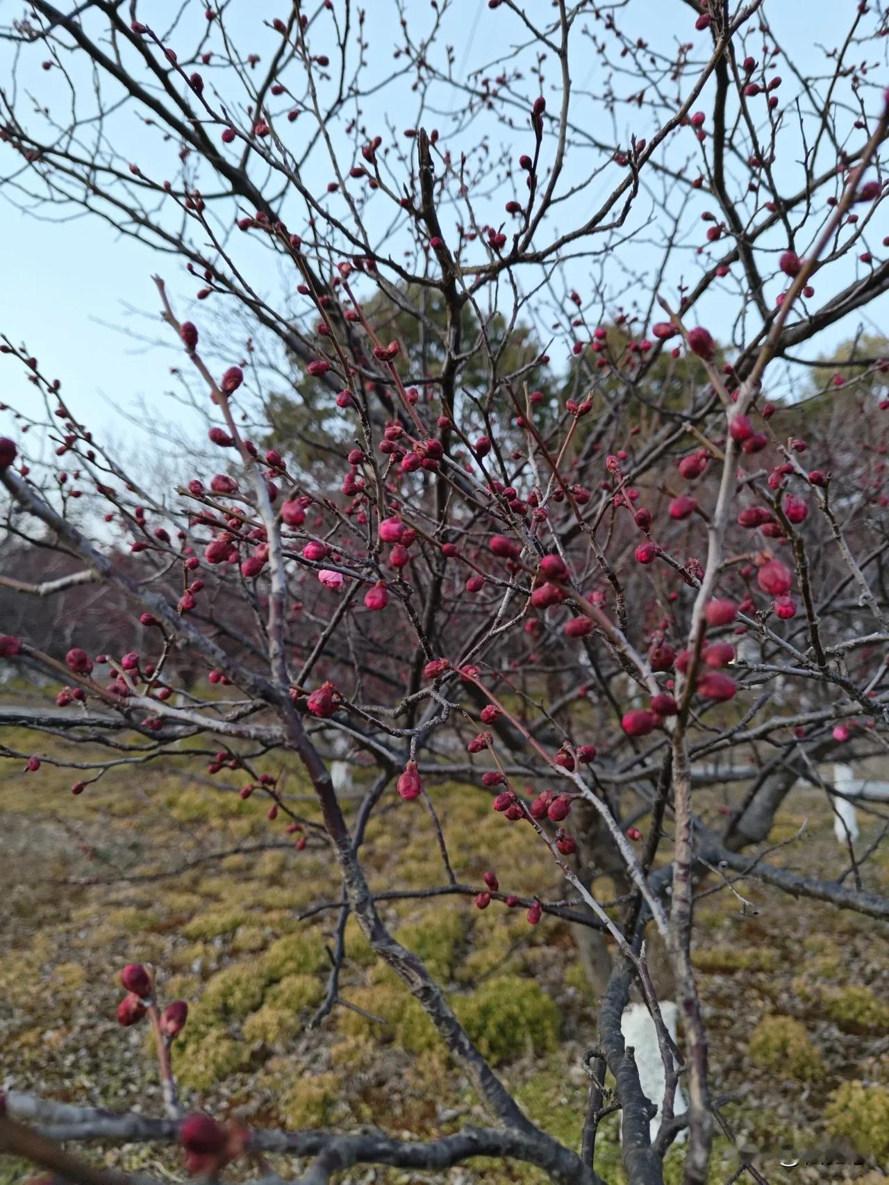 梅花树