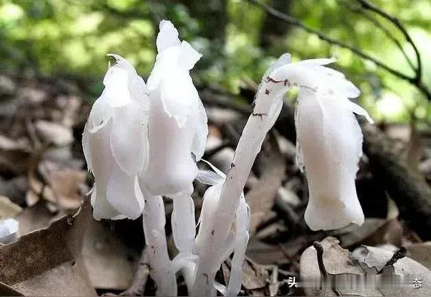 冥界之花
 
        在幽暗寂静的深山密林深处，生长着一种自带幽冥气质的