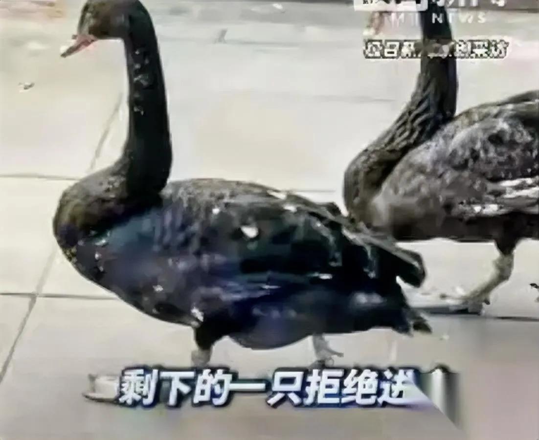 大连这哥们，半夜干的事

把人丢到儿童公园天鹅湖了

跨年夜前一晚，穿黑裤浅上衣