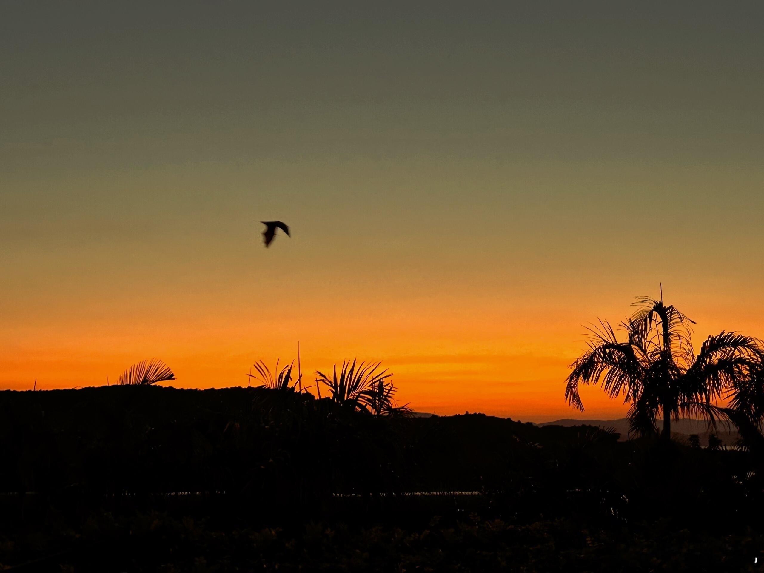 “认主行为”也会出现在人身上，有时候我会觉得，“认主行为”这个生物学术语，其实非