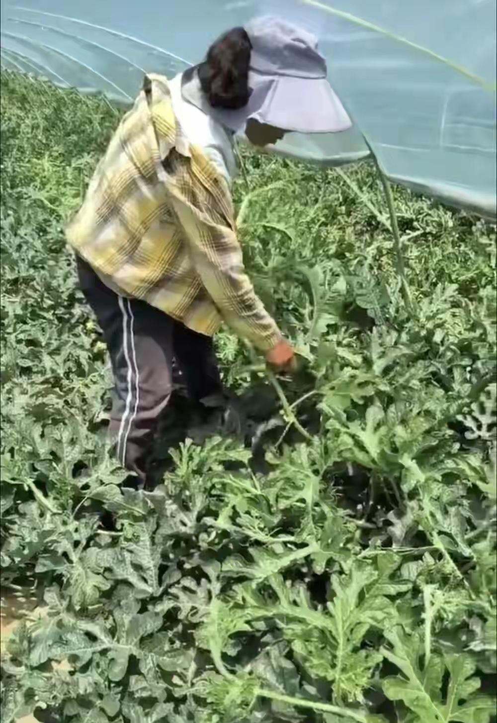 人到了中年再看陕西农妇讨薪这桩事，
最大的荒唐，
是雇主拿着减产的由头赖工资，