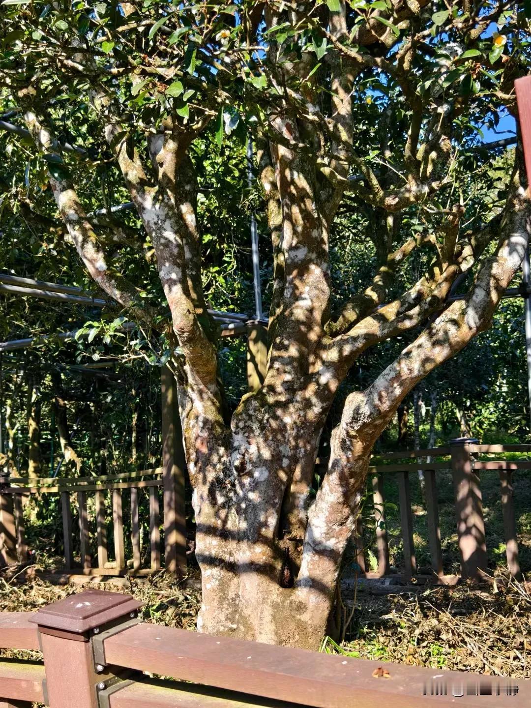 人生，看透不如看淡。不要带给自己烦恼，也不要带给别人困恼。
对自己好，就要用心；