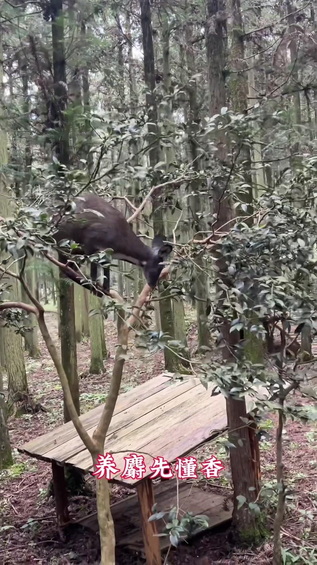 1️⃣泌香本质：公麝分泌的麝香实则是信息素——动物界的"爱情信号"，也叫性外激素