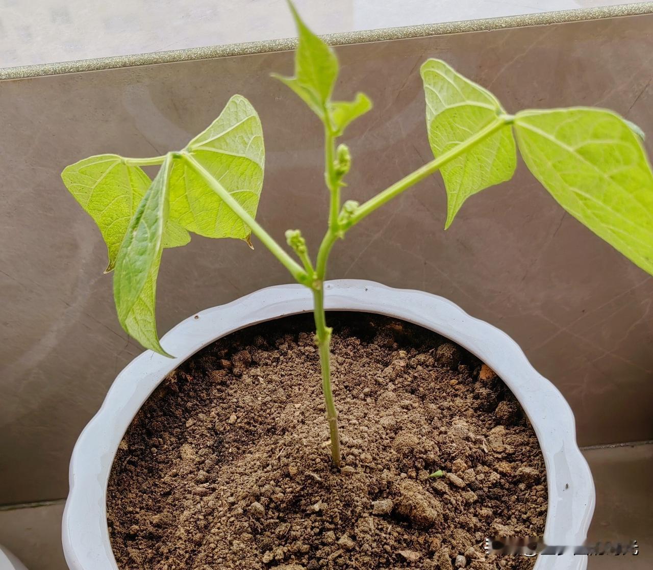 我在小小的花盆里种了一棵小小的豆角，不开花，不结豆角，只为了看小小豆角种子，埋在