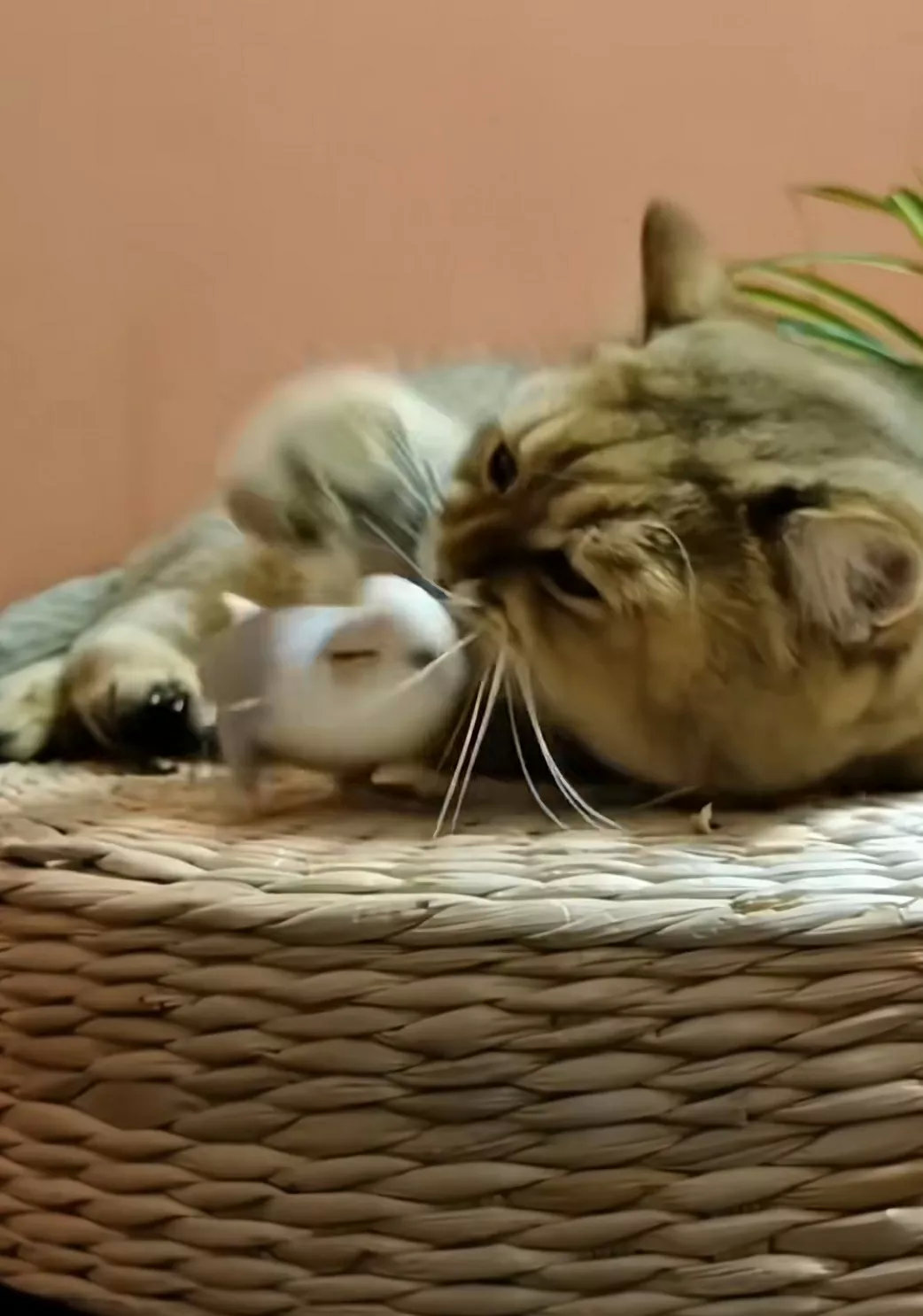 多么温馨的画面如果世界上人类，动物，没有战争，没有猎杀，没有仇恨，没有贫富之分，