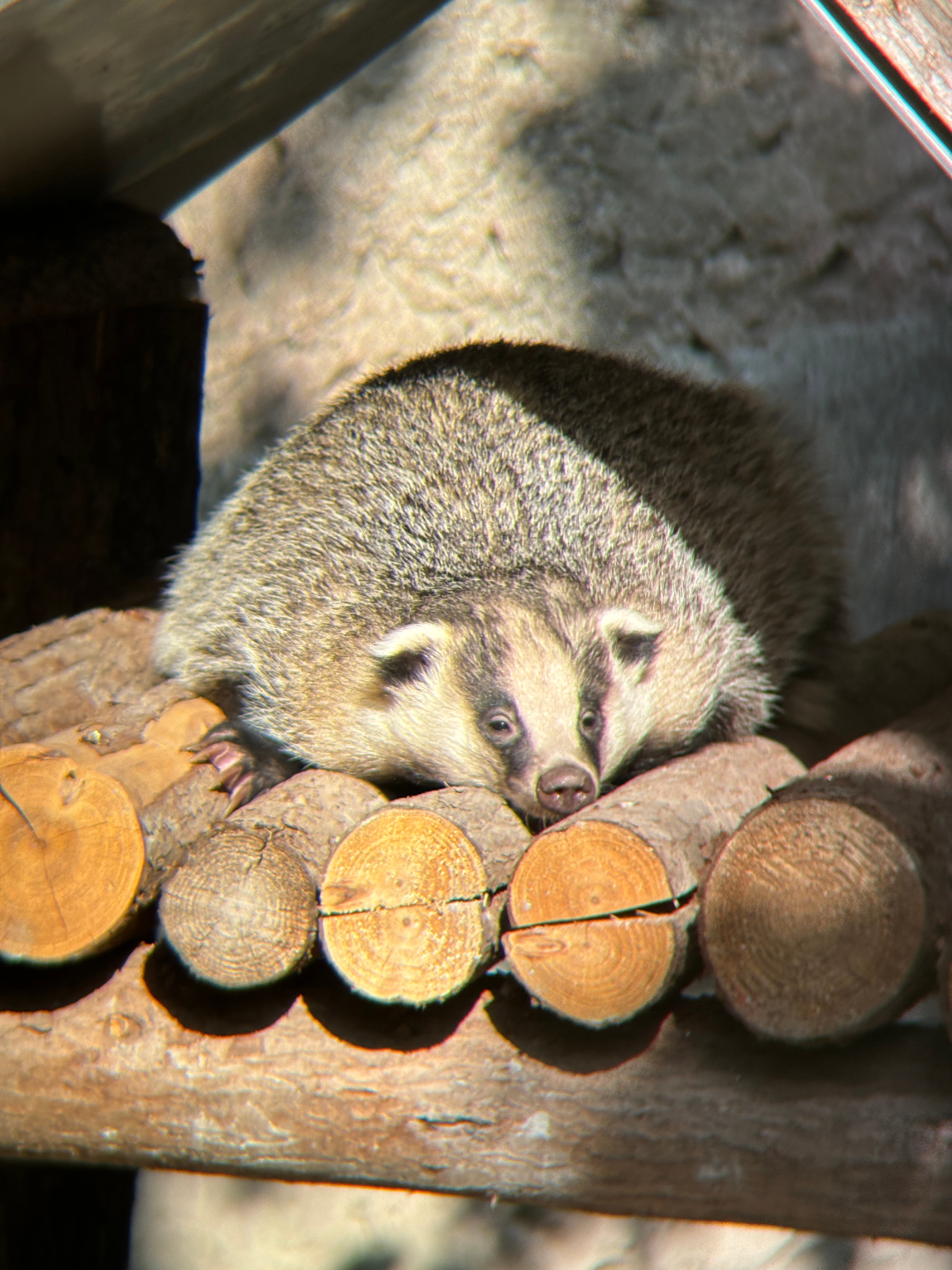 最松弛的狗獾🦡一整天都躺在栖架上 