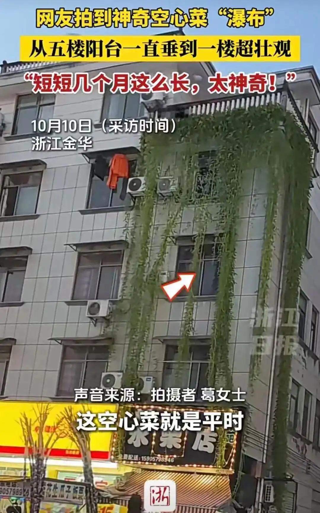 空心菜把一居民楼长成了“绿色瀑布”，藤蔓从5楼一直长到了一楼，从远处看像一小型瀑
