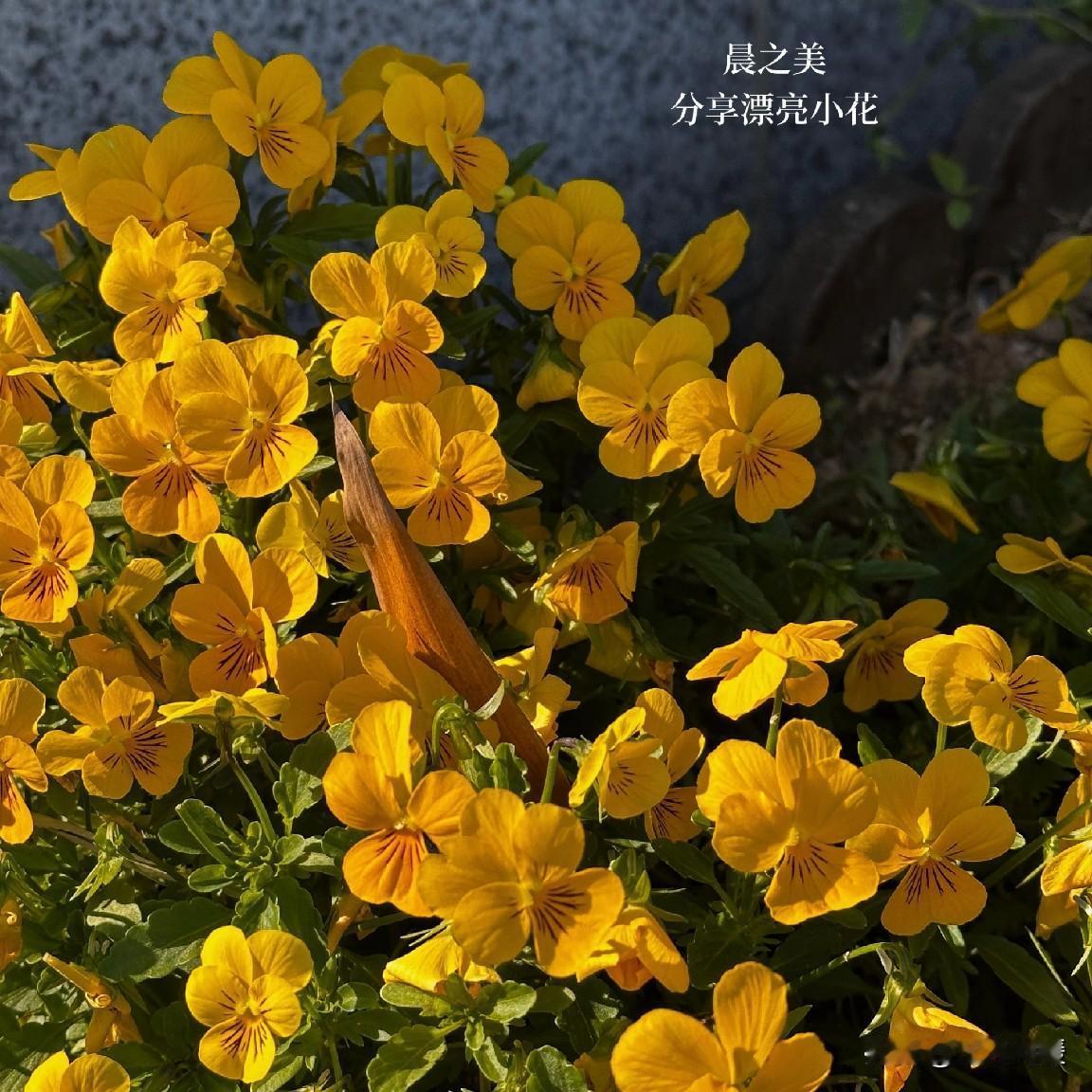 [彩虹][微风][太阳]
日子慢慢走，
烟火藏温柔。
不必追着光赶路，
三餐四季