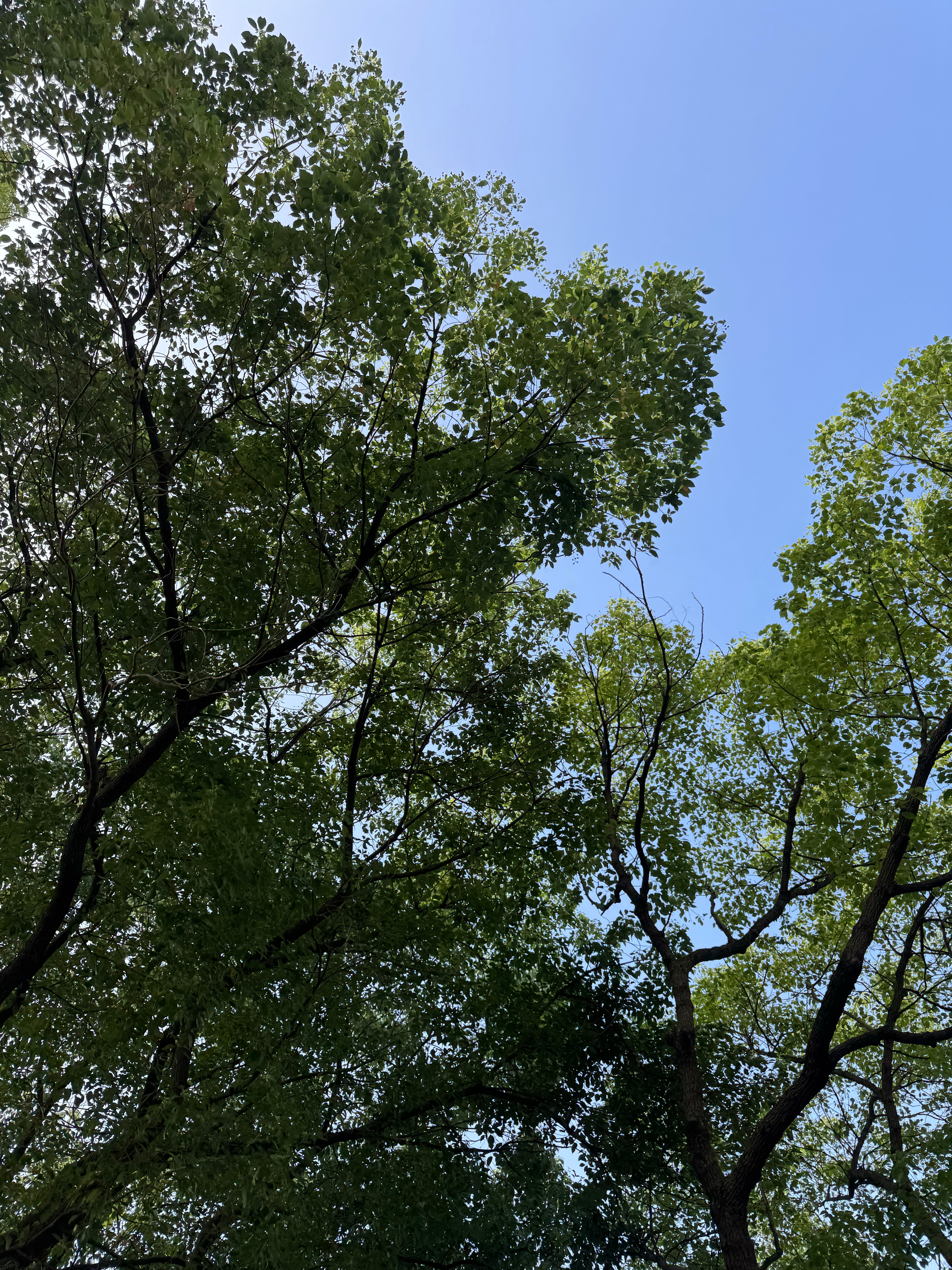 今日立秋，一早出门果然风凉了很多🍃立秋快乐