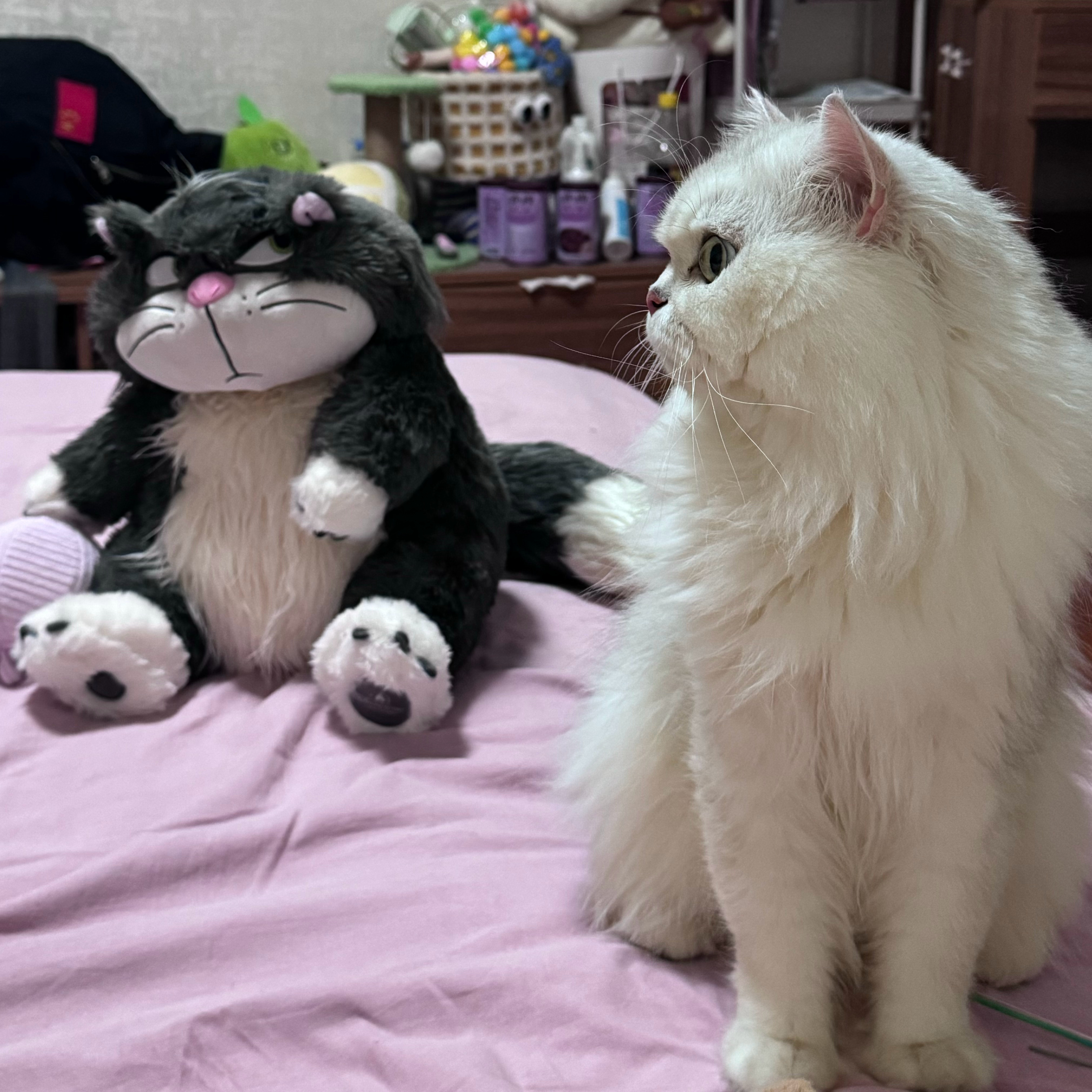 坏猫猫 ​​​