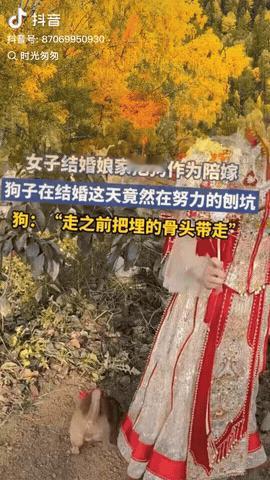 江苏，一女子结婚，娘家竟然把狗作为陪嫁，不料，女子结婚这天，狗子居然在努力的刨坑