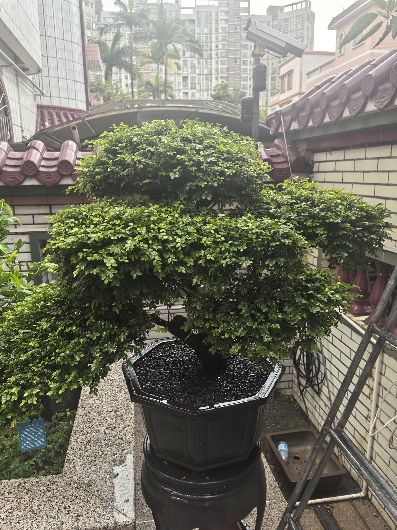 我家有盆黑骨茶长势非常精神，盆面铺有黑色碎石辅助透气，搭配古雅的八角盆，整体格调