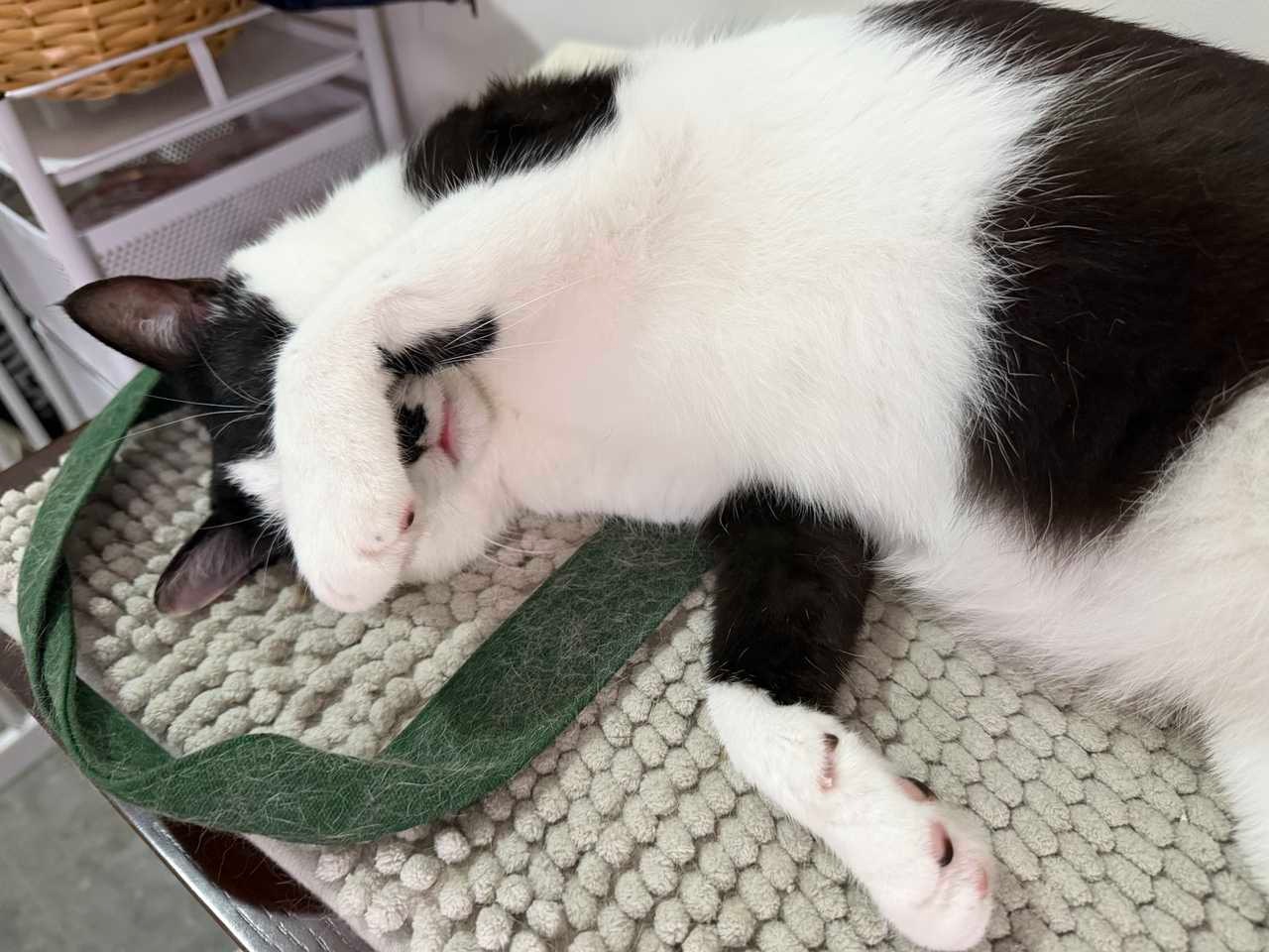 我是否醒着取决于您的目的了daily奶牛猫 （投稿：）