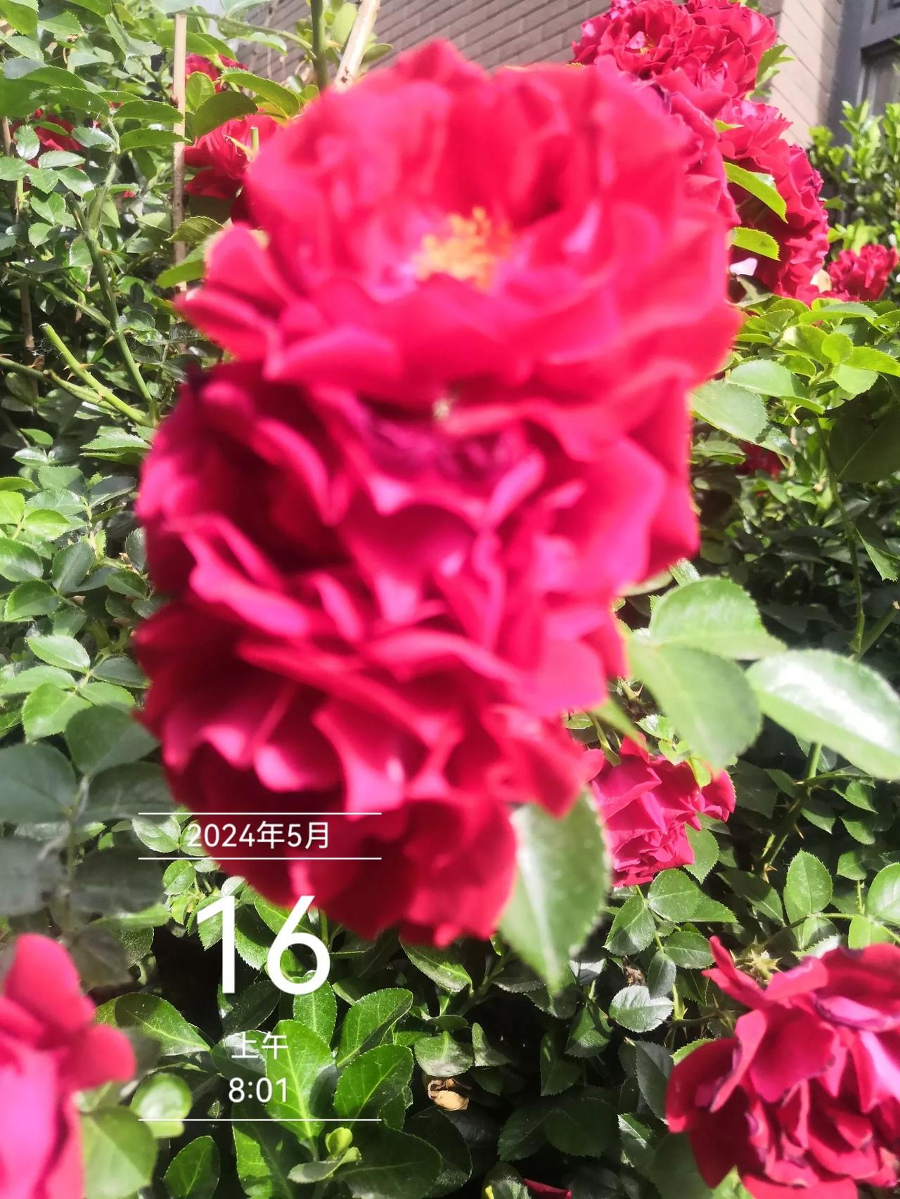 一一赏花：红红火火七仙漂亮吗。
一童心拍