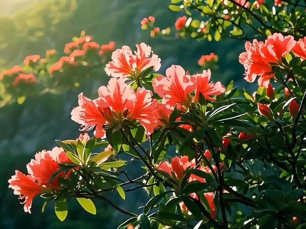 相册里的花花草草，是生活美好瞬间的定格。在蓝天白云下，鲜花肆意盛开，那场景美得让