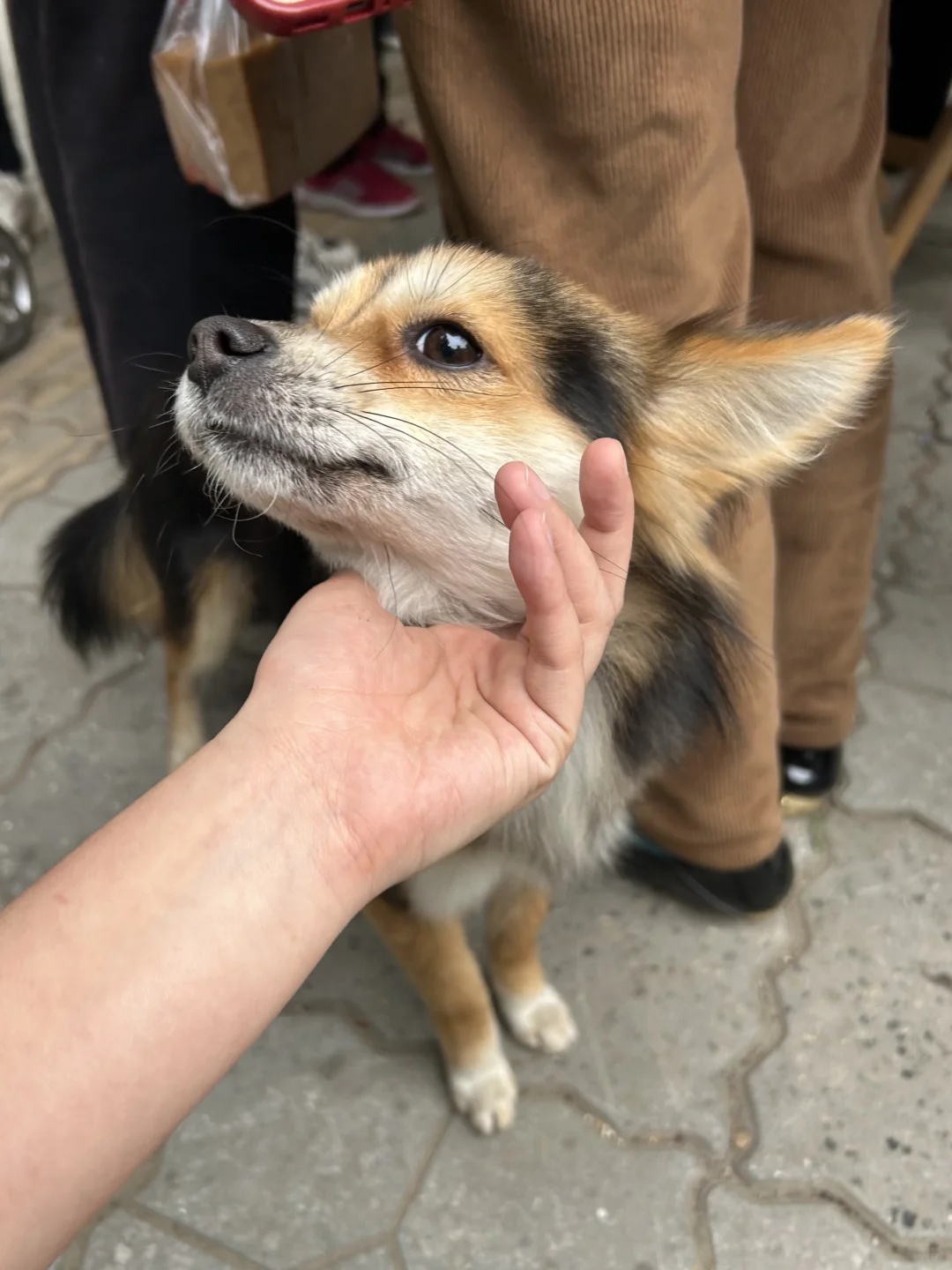 小黑成功的把街道混成了他的托儿所