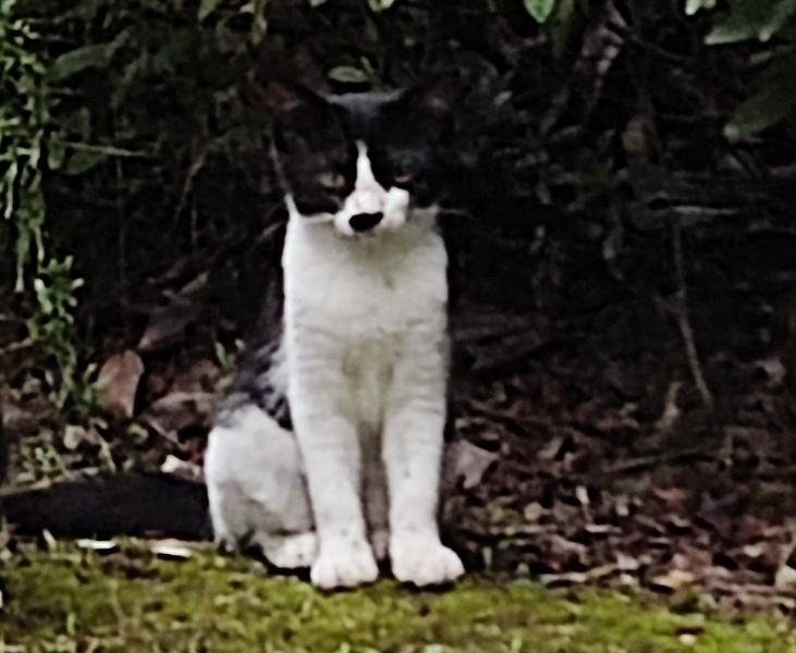 我想问一下爱猫的友友，小猫得口炎怎么办？能治好吗？
可怜的小猫突然就不吃猫粮了，