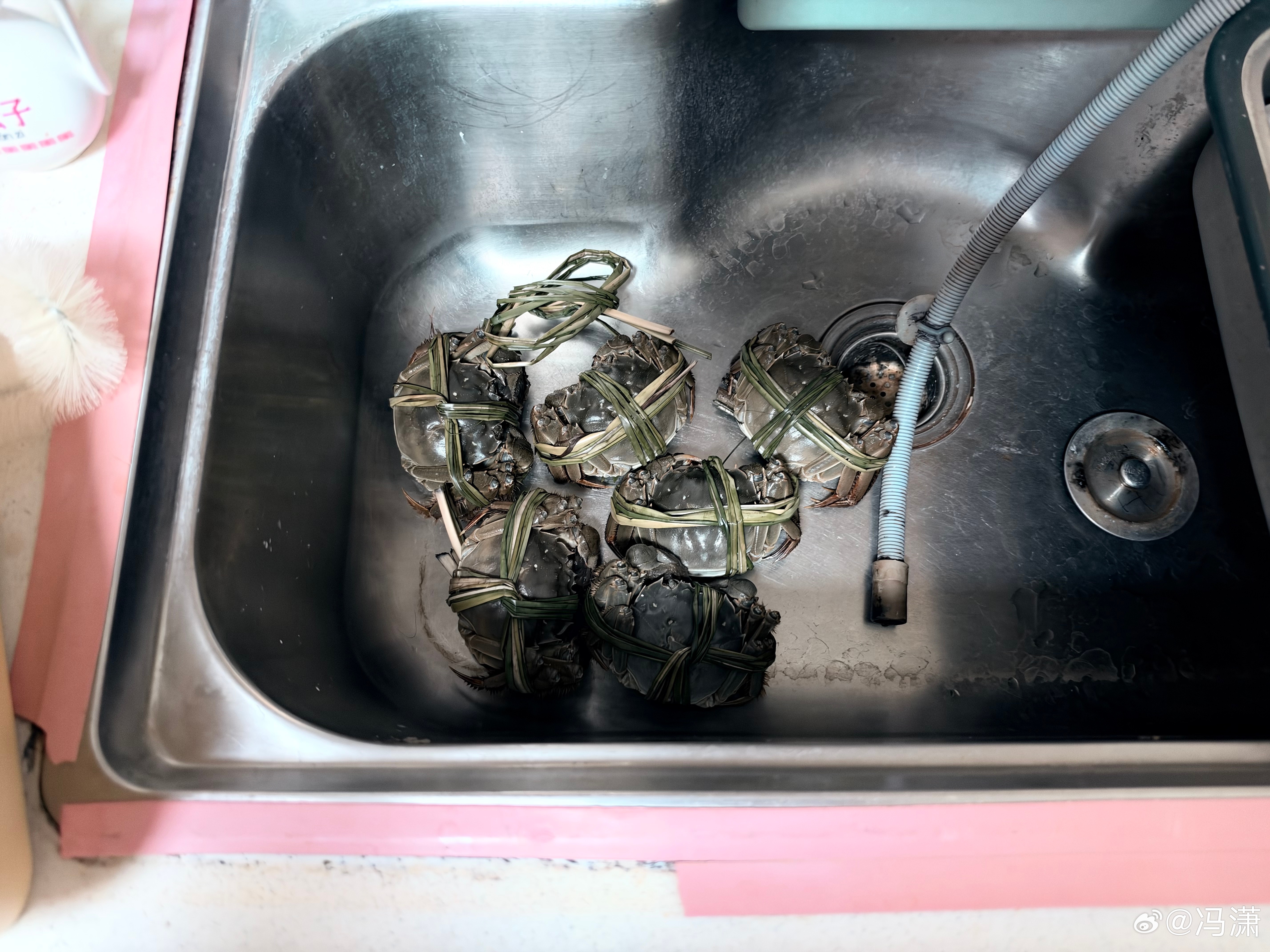 买了8只螃蟹现在只剩6只了，一只死了，一只在逃……韭妹对我的如实评价我特别认可，