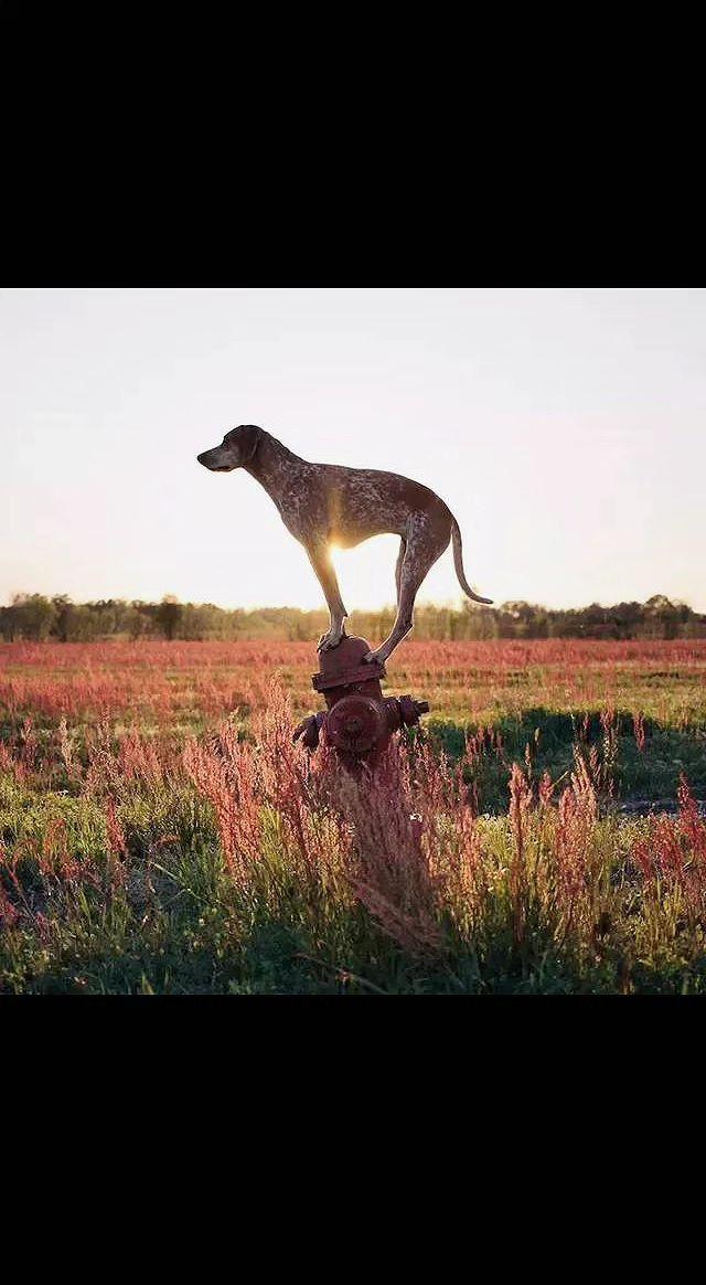 🌅夕阳把影子拉长，它站成旷野的诗。
锈色铁顶是它的王座，风过草甸，都是加冕的歌