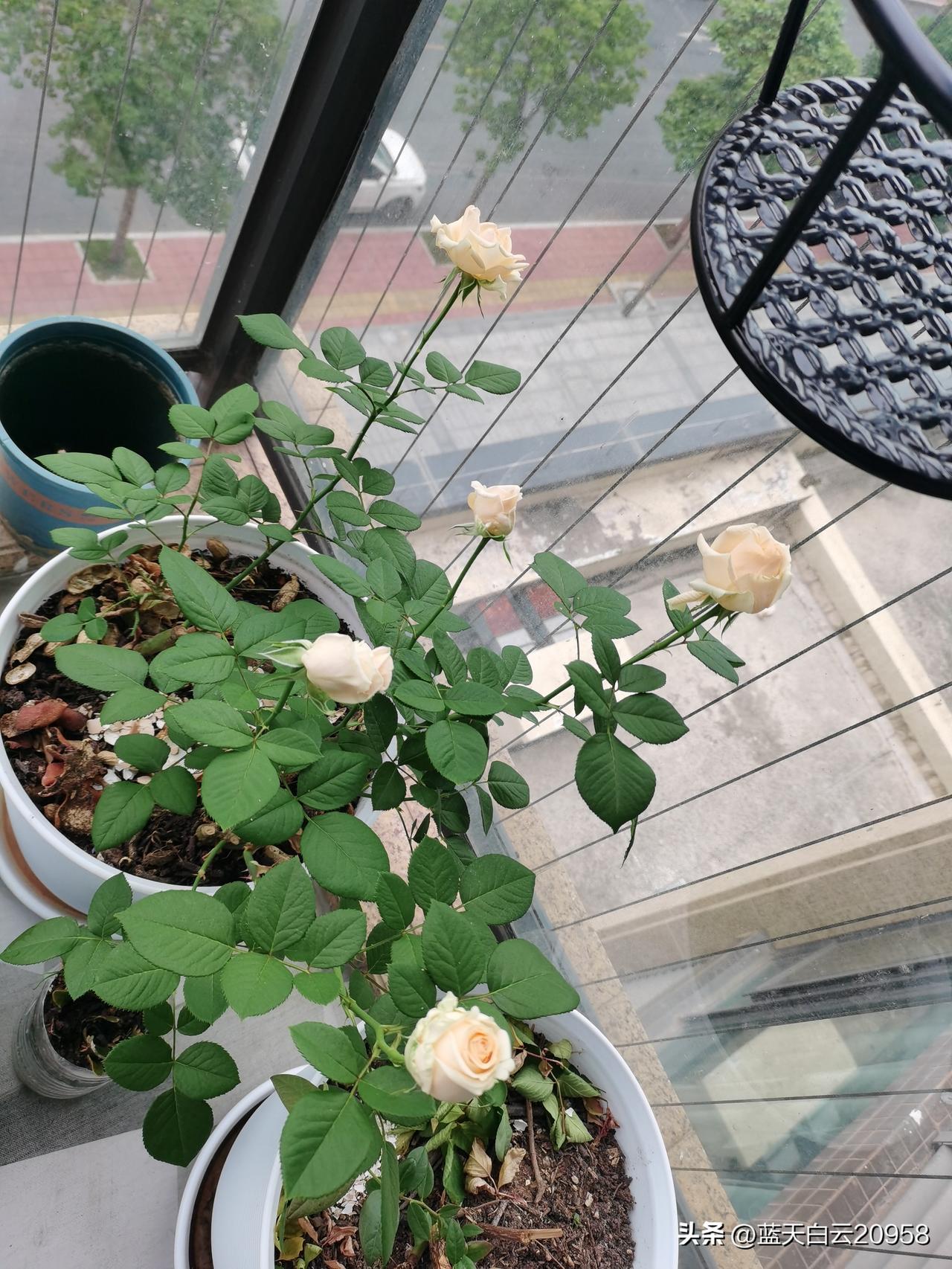 我这辈子做得最错的事，就是爱上一个狼心狗肺，薄情寡义的东西，自己全心全意的付出，