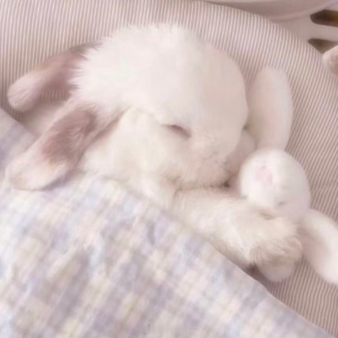 自存 | 审兔积累🐰后知后觉地感觉兔子好萌…最近收集了好多兔子萌图…有几个自推
