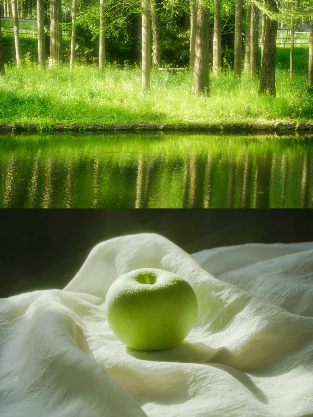 摄影｜绿影斑驳的春 🍃🍃🍃🍃