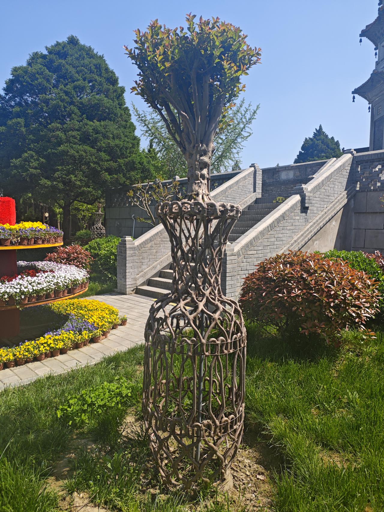 紫薇花瓶树

前几天骑行到祖庵重阳宫，看到院内的紫薇花瓶树，感觉甚为稀奇，围着这