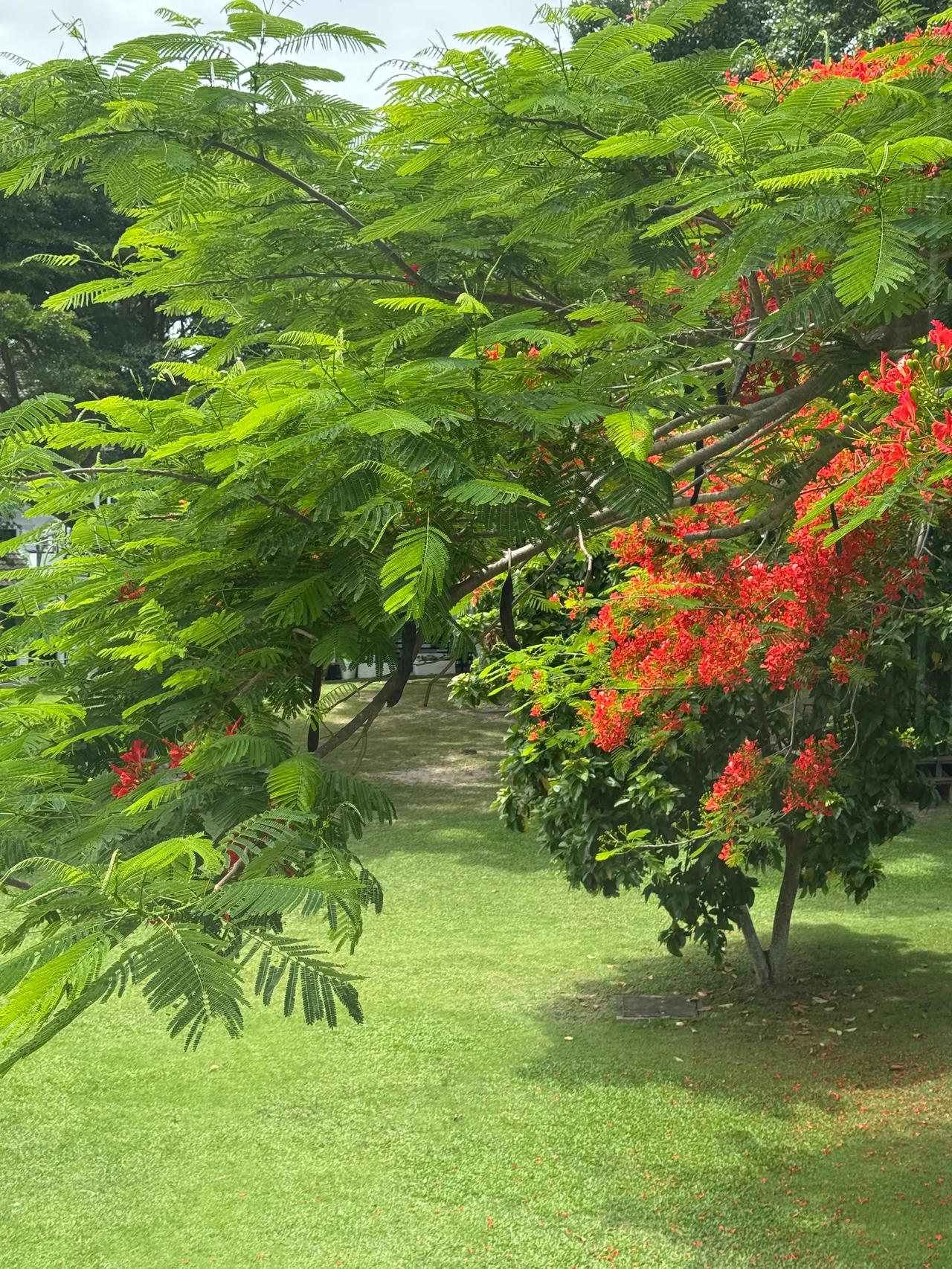 凤凰花开时
栀子花爆枝头时
蓝花藤又绽放时
傍晚火烧云频发时
天特别蓝云特别白时
