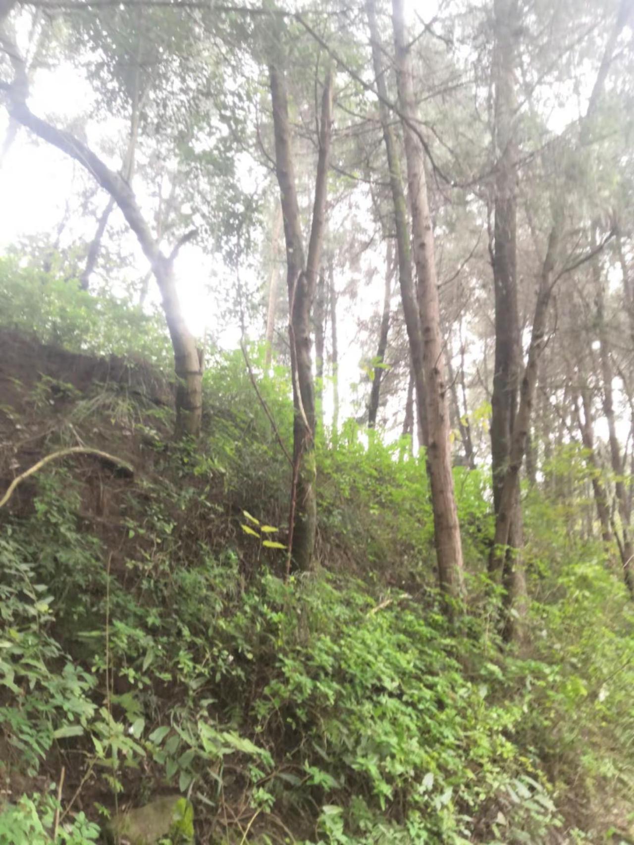 风景依然好看，看见了高楼大厦，高楼大厦，也就是跟树上这么高吧，当你走在大山的时候