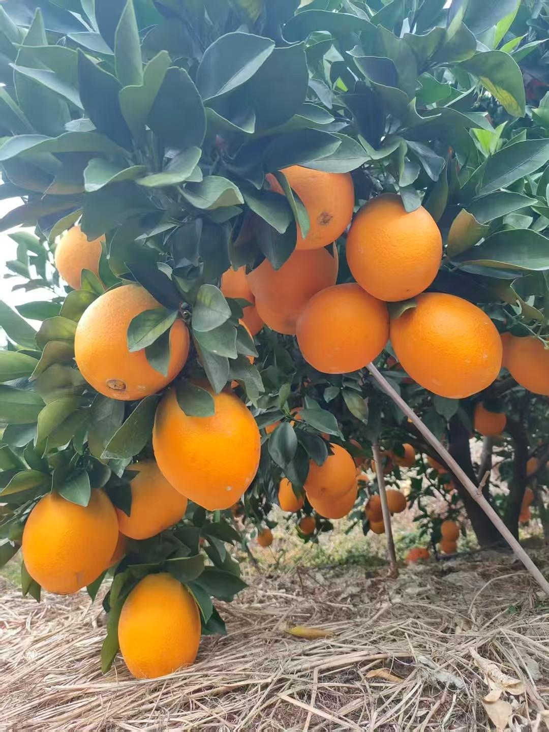 今年在朋友圈卖脐橙，被人说价钱低，其实我们自己的人工费＋运费也是挣的。今年老板来