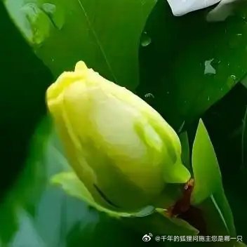 栀子花• 喜酸性土，可用腐叶土加园土。保持土壤湿润，常喷水增湿，避免干燥。每月施