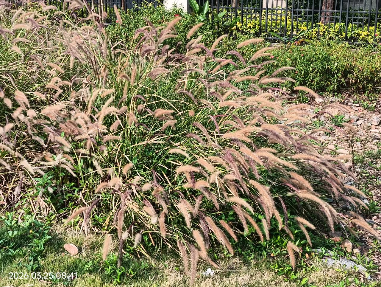 晒图笔记大赛接娃路上随拍狗尾巴草[呲牙]