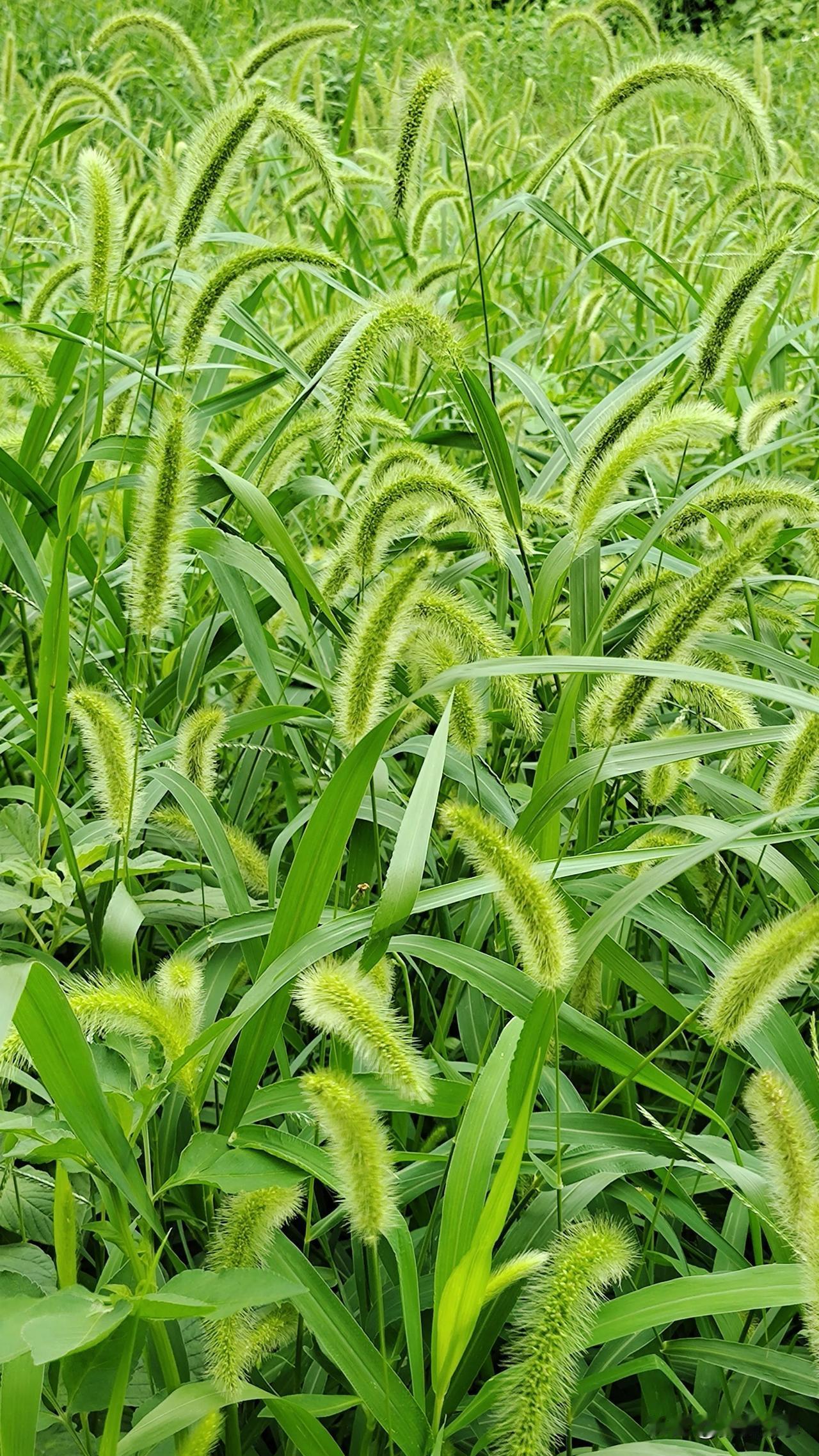 #夏日生活打卡季#狗尾巴草#随手拍花草。#
