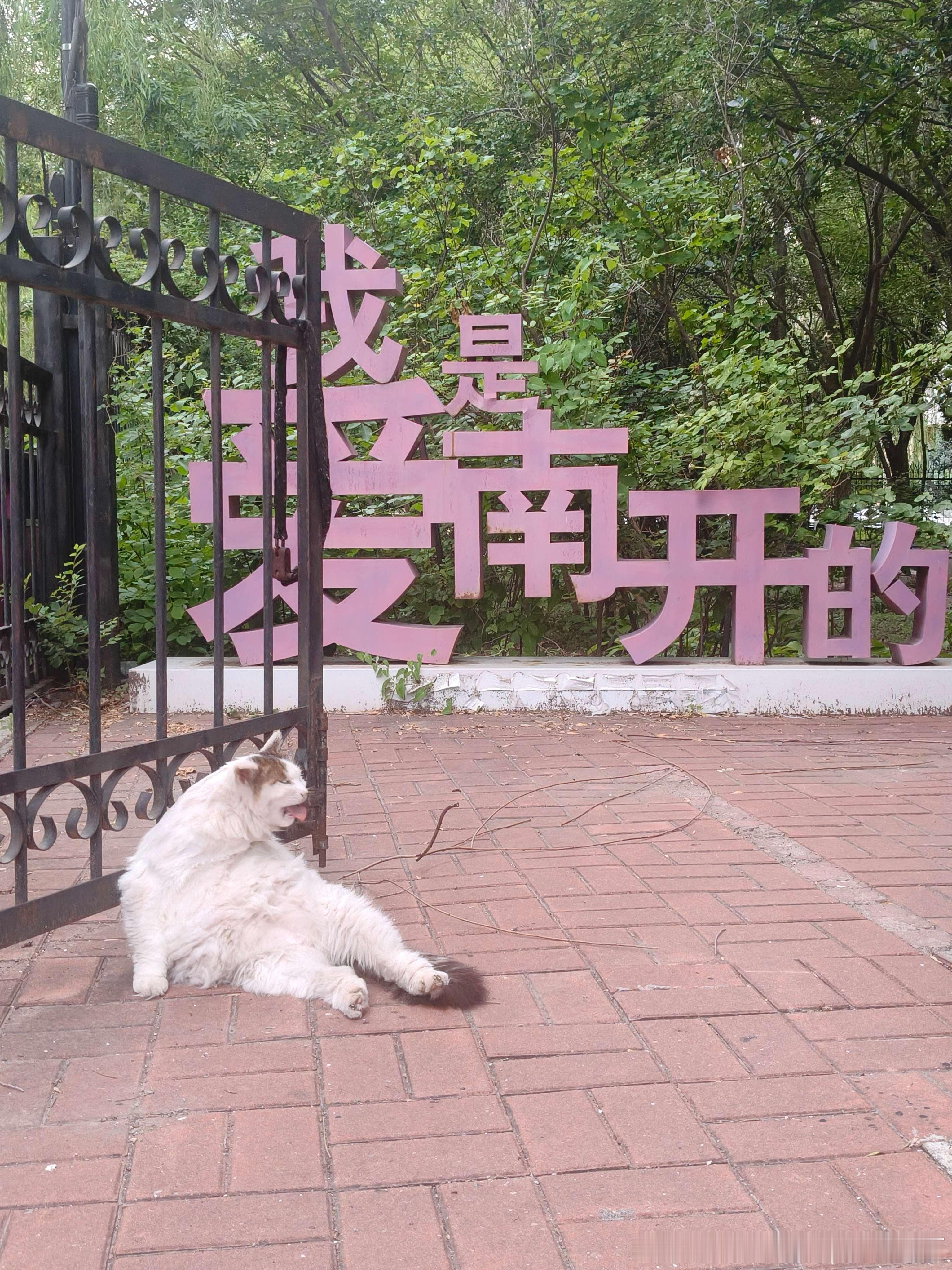 49705【丑猫】抓拍圣手 