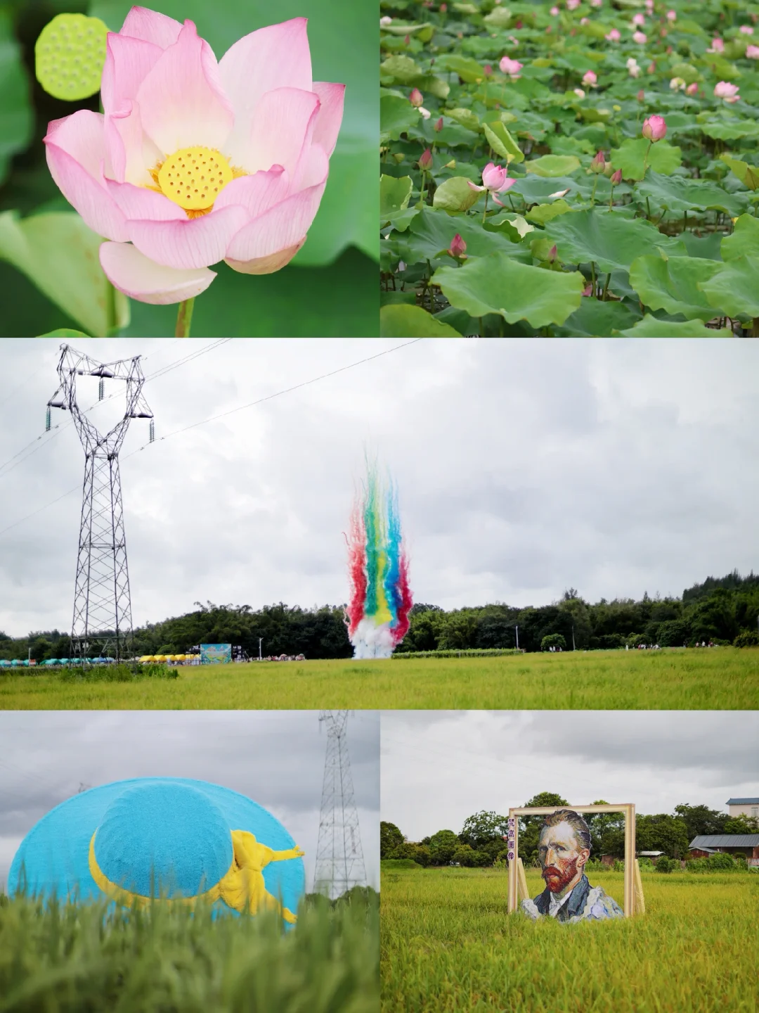 广州从化｜7月4日的荷花、稻田和市集