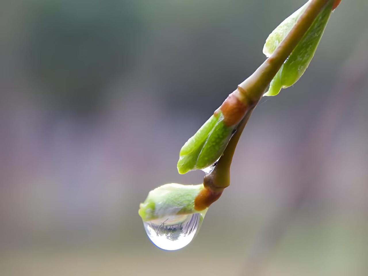 天净沙·题图
枝头嫩芽清新，
微雨点点无尘。
一笑便知春近。
风轻云稳，
满心都