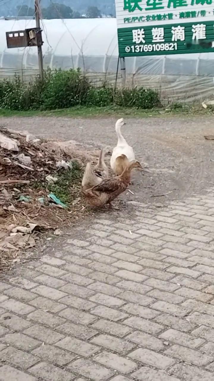 哎，哎，哎，哎，哎，哎，哎，哎，哎，哎，哎，哎，哎，哎，哎，哎。