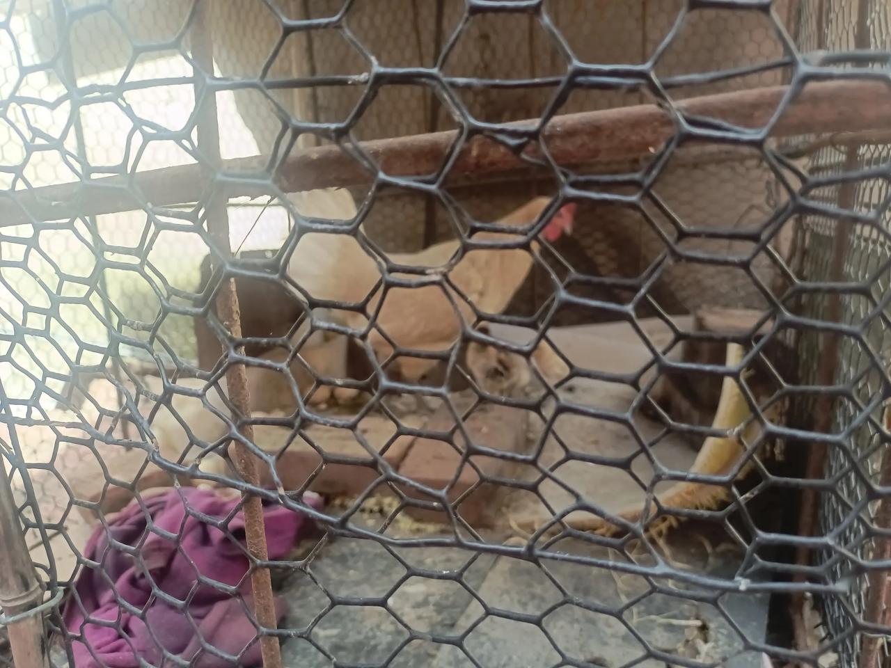 这几天犯懒没去捡鸡蛋，结果多出三只小鸡🐥来，哈哈新生命，可能可想而知北京这几天