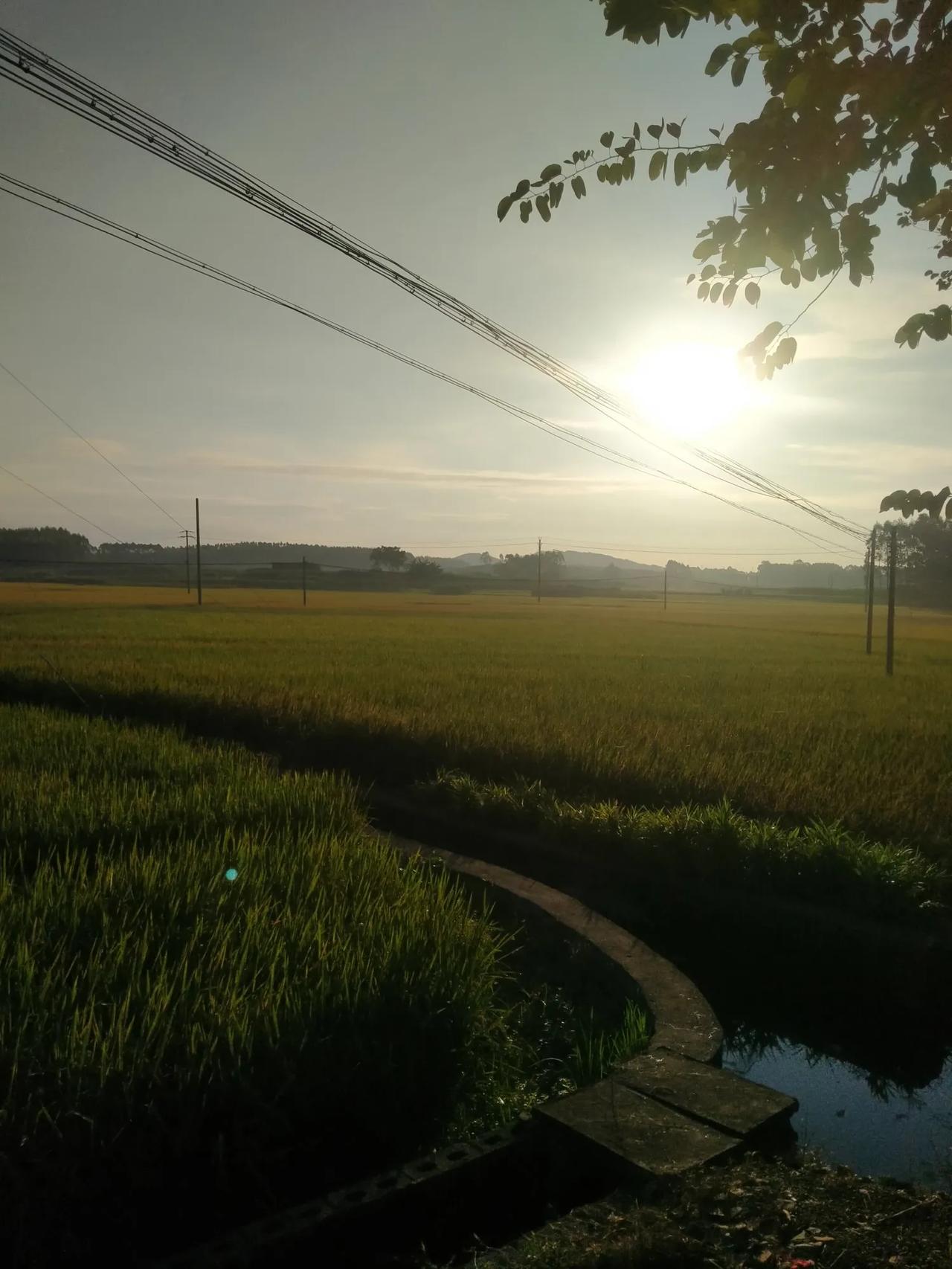 #一句话记录秋日心情#落叶纷飞，秋意渐浓，收获的季节里，心情如同金色的阳光，温暖