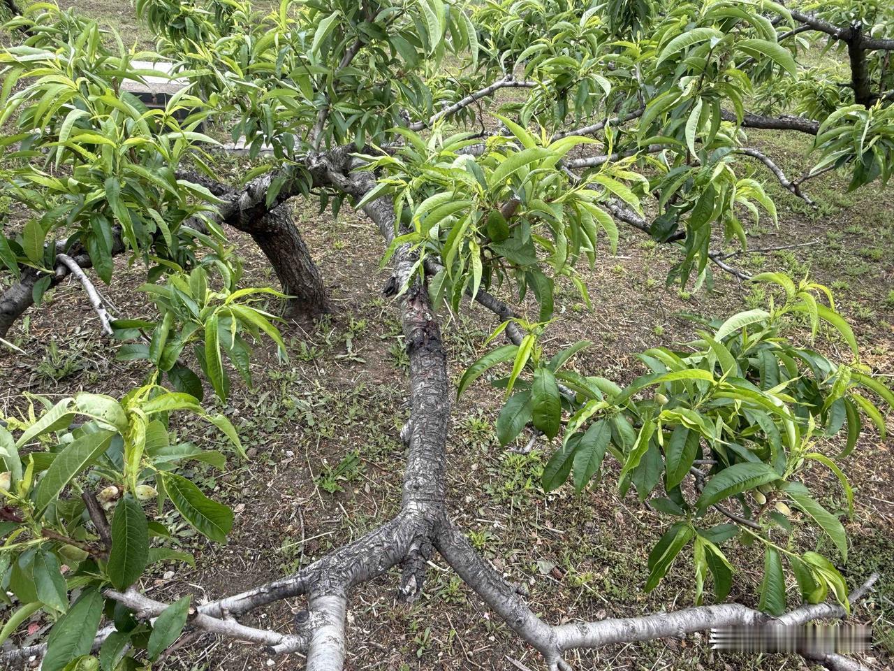 【小对联】
上：……？
下：孤村。