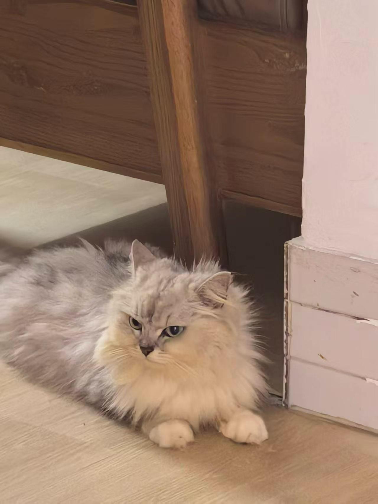 珠海，转发的领养信息

金吉拉寻求有缘人领养：母猫，有流浪经历，所以警惕性比较高