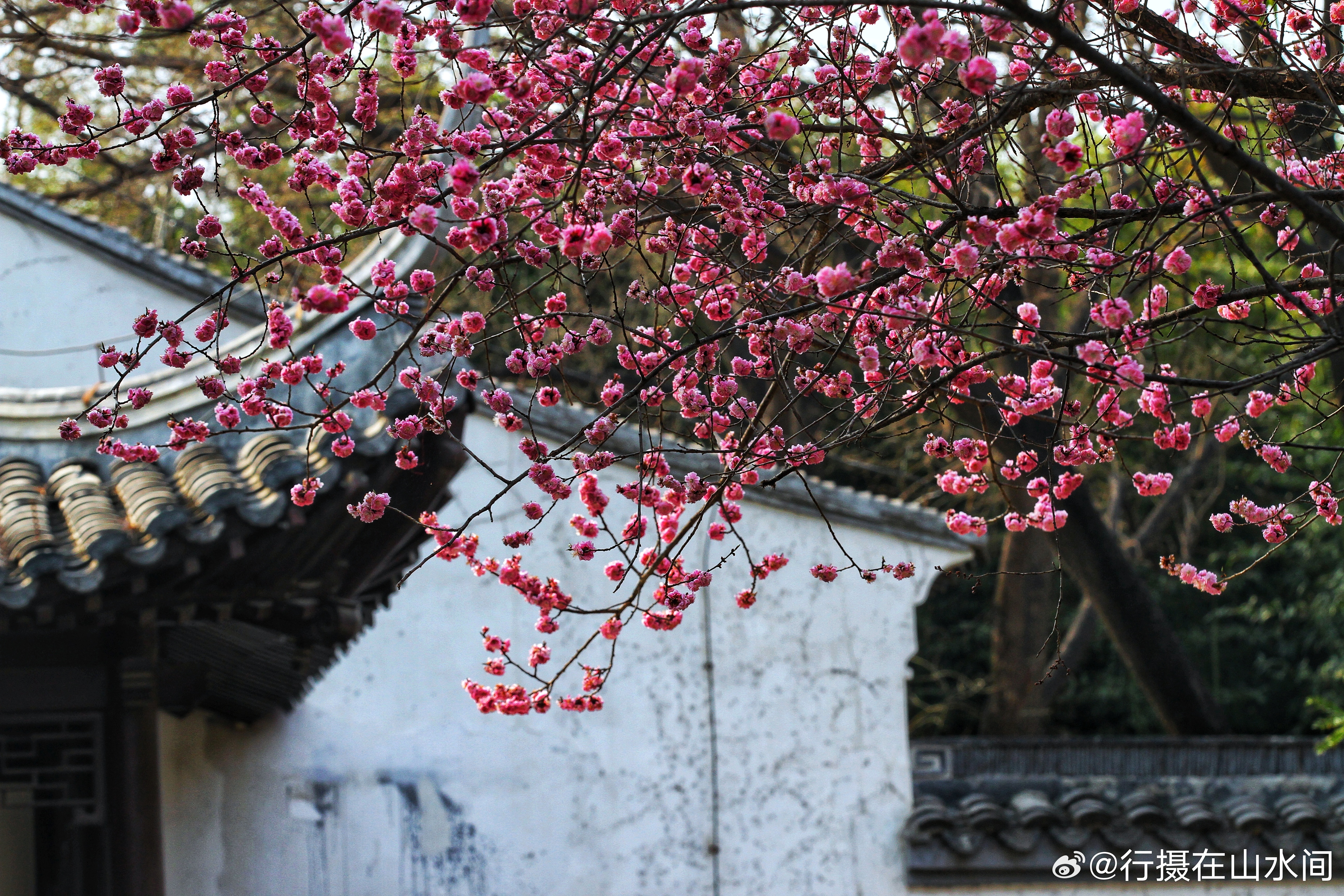 紫竹院友贤山馆梅花开2026.3.28摄影