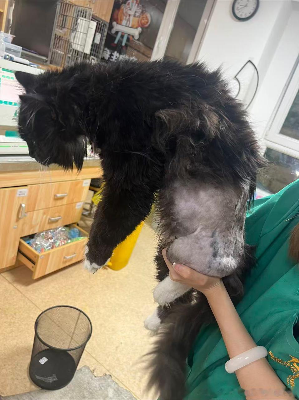 【领养】北京奶牛猫找领养北京领养猫咪领养 三岁奶牛公猫，性格极好，黏人，因治疗腿