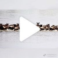 【戴占军】画中话【天河之渡】拍摄于塞伦盖蒂马拉河畔  网页链接  （使用App创
