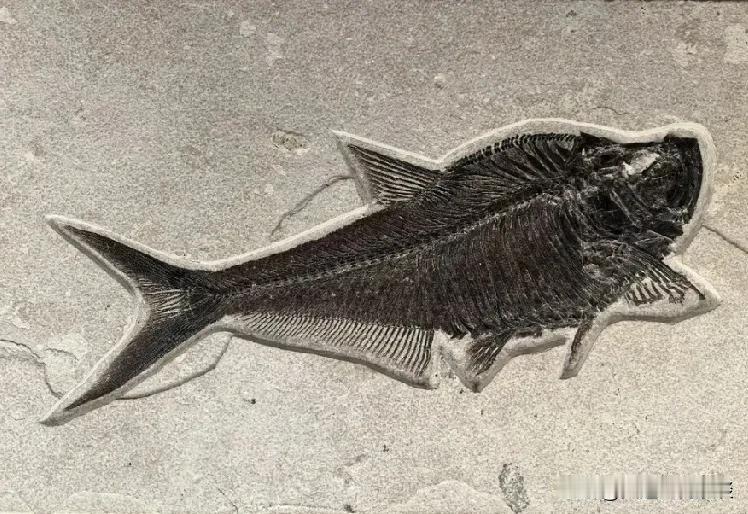 双棱鲱化石与绿河组：古生物的时空对话

在美国怀俄明州的绿河组，古生物学家发现了