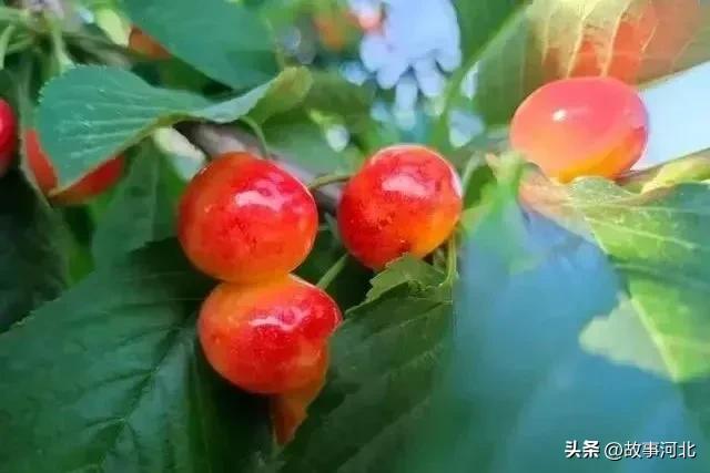 在河北很多地方，端午节这一天除了吃粽子，还有吃樱桃的习俗，按照当地人的说法，在这